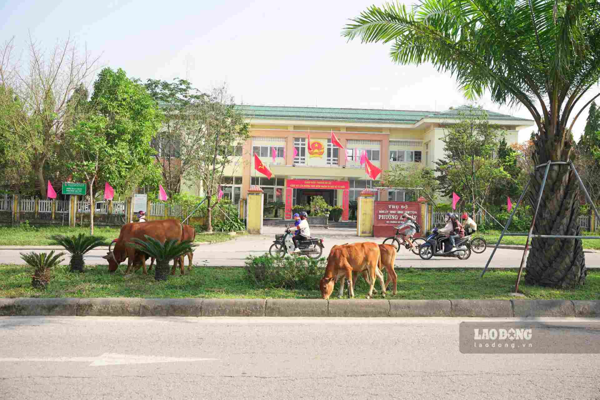 Đàn bò gặm cỏ trên dải phân cách đường Võ Văn Kiệt, đoạn phía trước trụ sở UBND phường An Tây (TP. Huế).