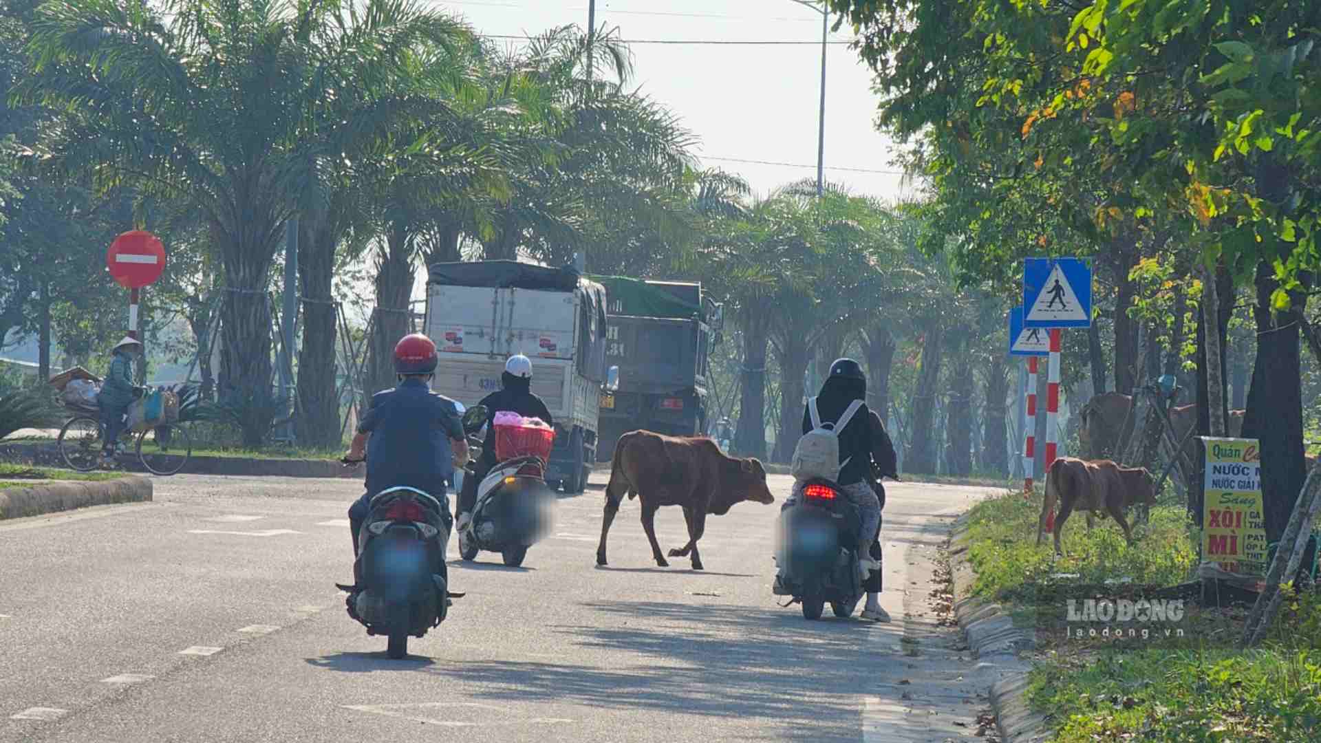  Các phương tiện liên tục né tránh bò đi qua đường. 