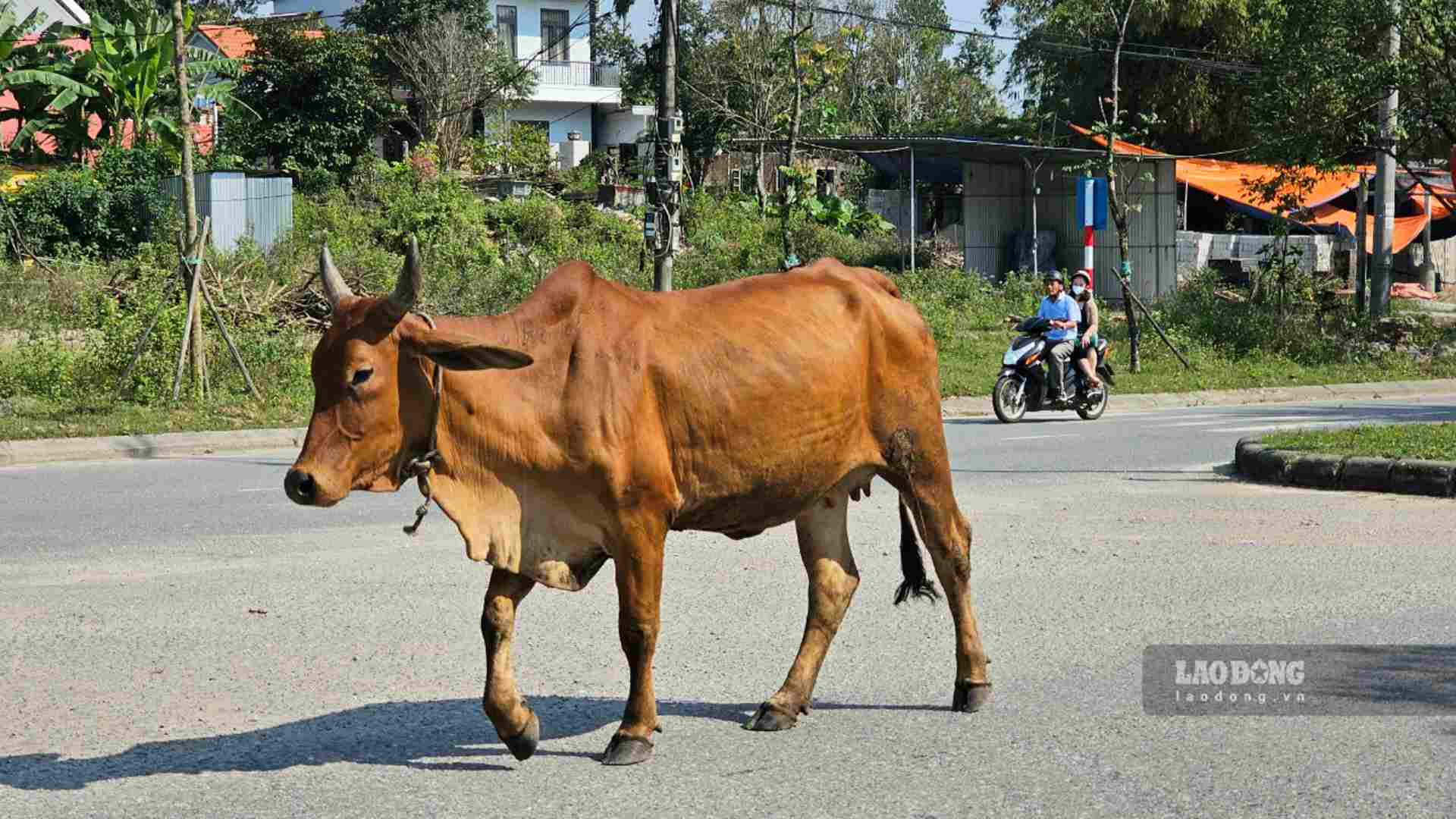 Vào thời điểm sáng sớm và chiều tối, khi tầm nhìn bị hạn chế, việc thả rông bò đi lại giữa đường tiềm ẩn nguy cơ tai nạn giao thông, đe dọa đến sức khỏe, tính mạng của con người. 