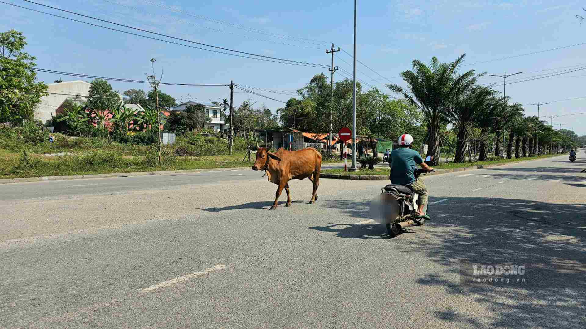 Từ bò nhỏ cho đến những con bò trưởng thành, chúng xuất hiện khắp nơi, hai bên lề đường và ngang nhiên đi lại giữa đường, khiến người tham gia giao thông trên tuyến đường này bức xúc, lo sợ.