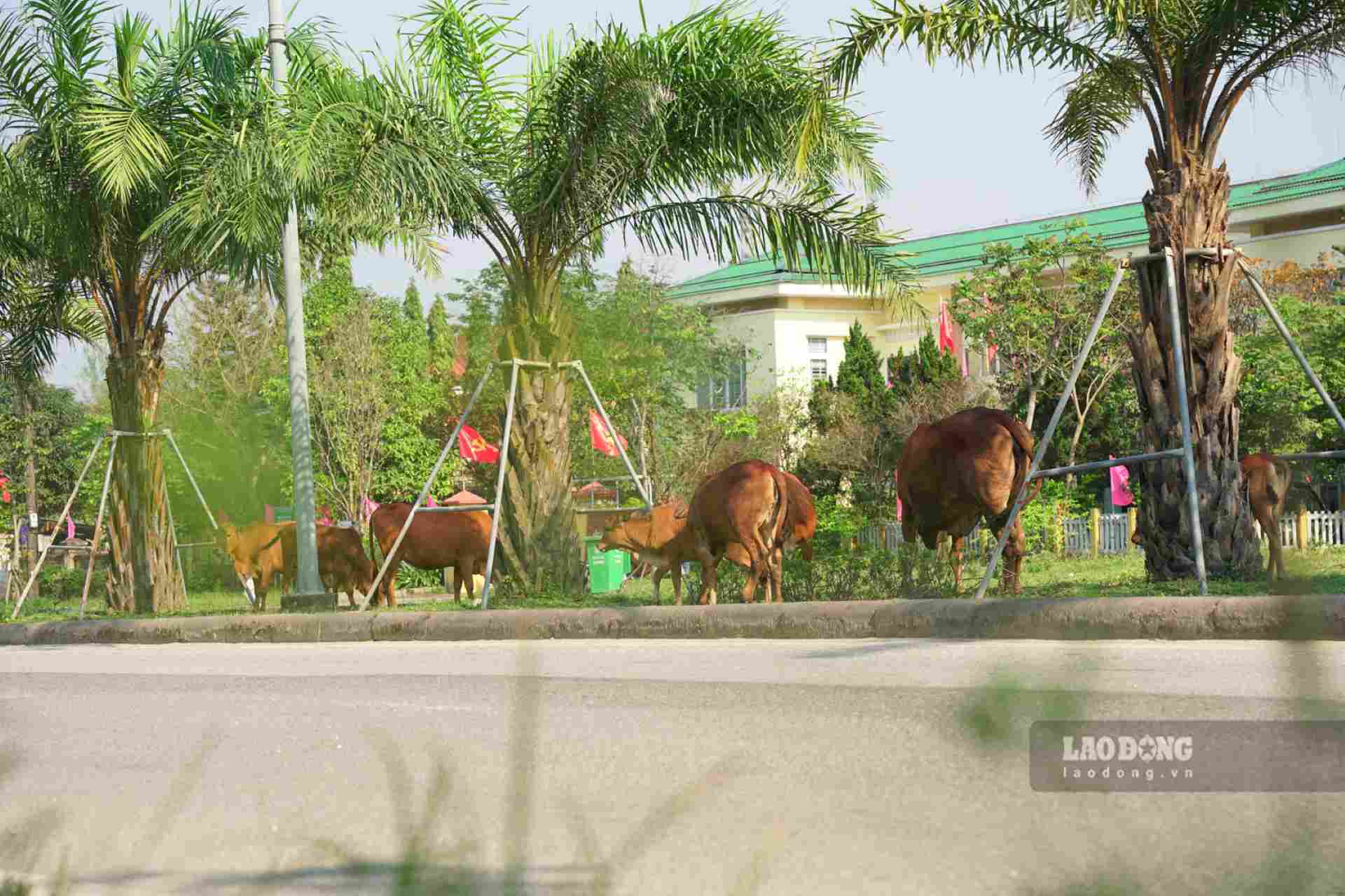 Theo ghi nhận của Lao Động chiều 22.2, có một đàn bò 11 con đang chia nhau gặm cỏ, 2 nhóm tách ra hai bên lề đường, 1 nhóm gặm cỏ trên giải phân cách cứng của tuyến đường.