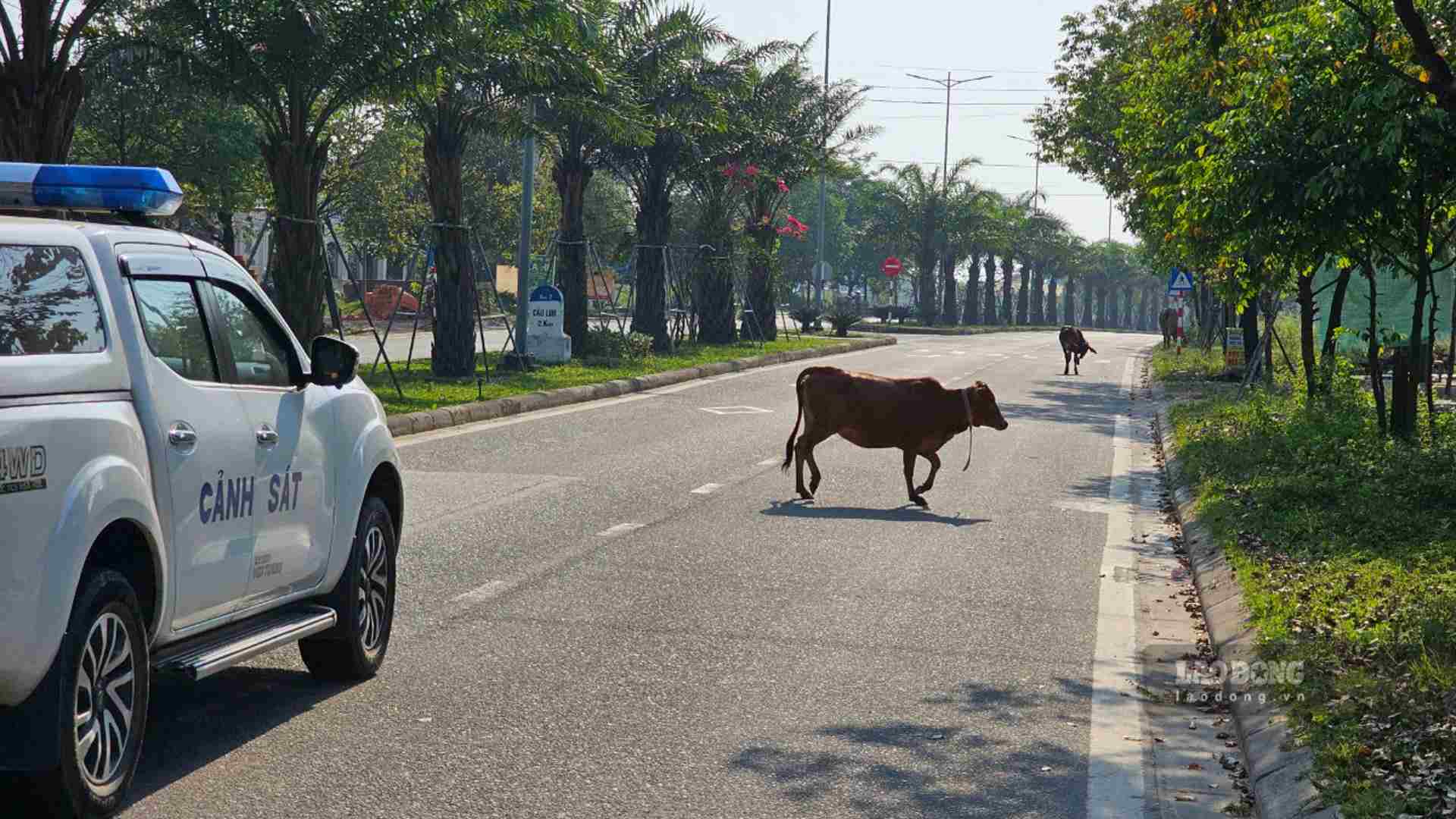 Cứ khoảng vài phút, đàn bò này di chuyển qua lại ngang nhiên giữa đường, không có bất cứ bóng dáng của người chăn quản. 
