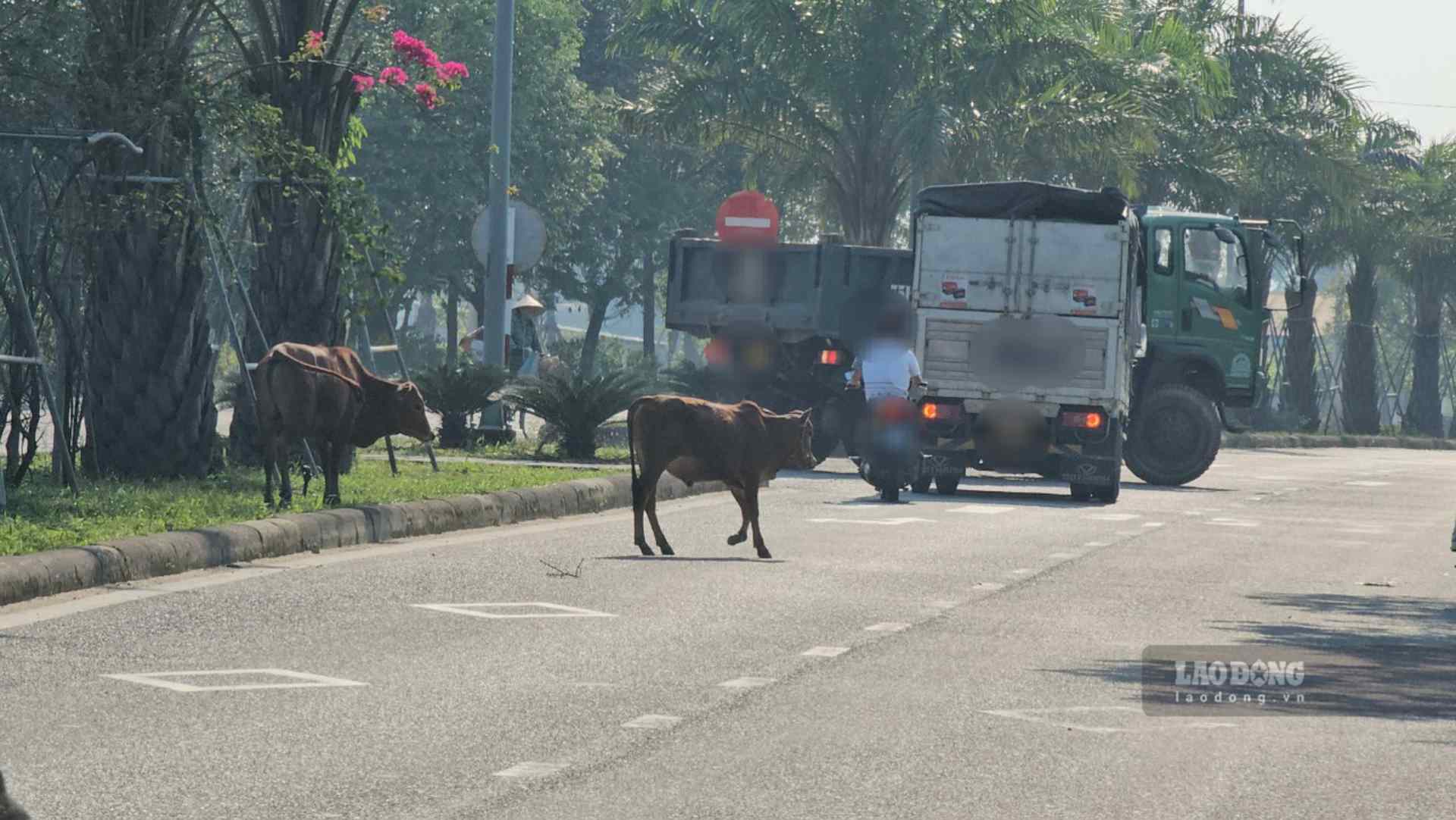 Vào thời điểm sáng sớm, khi nhiều người vội vàng đi học, đi làm, đó cũng là lúc những con bò này xuất hiện, gây cản trở việc lưu thông, gây mất an toàn cho người tham gia giao thông.