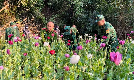 Phát hiện khoảng 600 cây thuốc phiện đang thời kỳ ra hoa tại Điện Biên. Ảnh: Anh Dũng