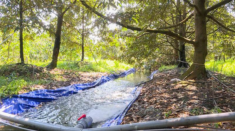 Nhà vườn trồng Sầu Riêng ở tỉnh Sóc Trăng chủ động trữ nước ngọt phục vụ sản xuất trong mùa khô 2024. Ảnh: Phương Anh