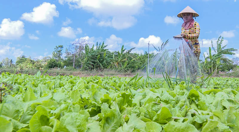 Nông dân Sóc Trăng chủ động sử dụng nước tiết kiệm trong mùa khô hạn. Ảnh: Phương Anh
