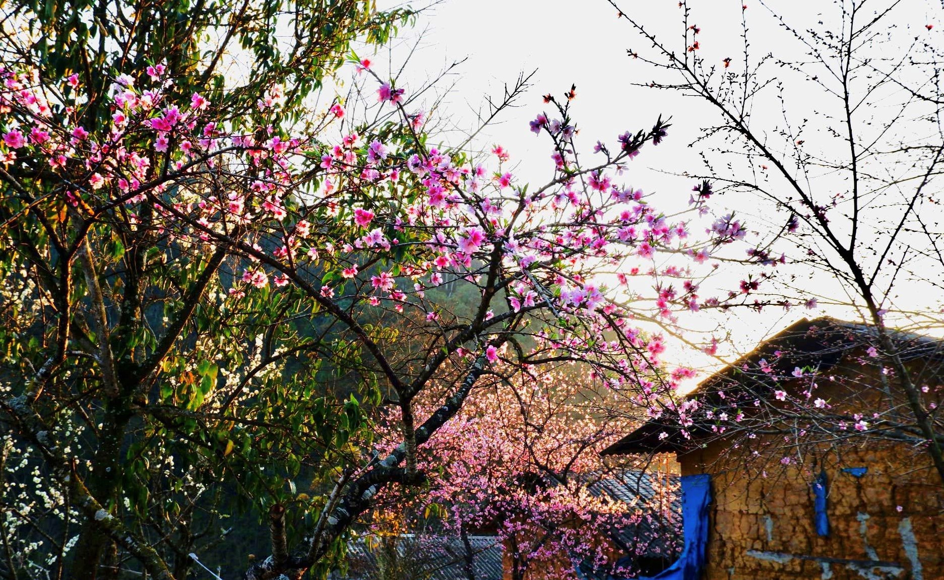 Theo anh Giàng A Phớn (tên thật Nguyễn Văn Trãi), một người làm du lịch lâu năm ở Hà Giang cho hay, Lao Xa là bản làng hiện có hoa đào nở sớm nhất và đang thu hút rất nhiều khách tới tham quan. Ảnh: Giàng A Phớn