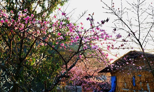 Theo anh Giàng A Phớn (tên thật Nguyễn Văn Trãi), một người làm du lịch lâu năm ở Hà Giang cho hay, Lao Xa là bản làng hiện có hoa đào nở sớm nhất và đang thu hút rất nhiều khách tới tham quan. Ảnh: Giàng A Phớn