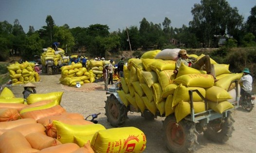 Giá gạo xuất khẩu giảm tạo thế cạnh tranh cho gạo Việt. Ảnh: Lục Tùng