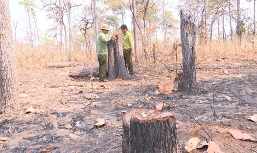 Nhân viên bảo vệ rừng kiểm đếm, đo khối lượng cây gỗ do nhóm đối tượng đốn hạ vào đêm ngày 30 Tết nguyên đán 2024. Ảnh: Thanh Tuấn 