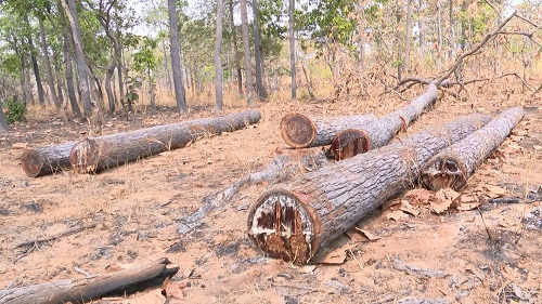 Cây gỗ tự nhiên bị cưa hạ nằm la lạt tại các vị trí trong Tiểu khu 1003. Ảnh: Thanh Tuấn 