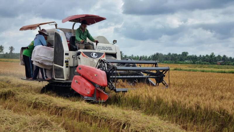 Nông dân chấp nhận giá lúa thấp hơn lúc nhận cọc từ 1.000 - 1.500 đồng/kg lúa để thương lái thu mua. Ảnh: Hoàng Lộc
