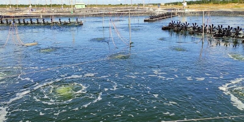 Mùa tôm nước lợ năm 2024 được dự báo xuất khẩu tăng, khó khăn trong khâu nuôi. Ảnh: Nhật Hồ