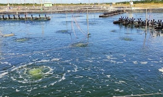 Mùa tôm nước lợ năm 2024 được dự báo xuất khẩu tăng, khó khăn trong khâu nuôi. Ảnh: Nhật Hồ