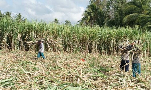 Nông dân trồng mía ở huyện Cù Lao Dung (tỉnh Sóc Trăng) yên tâm vì đã được bao tiêu đầu ra. Ảnh: Phương Anh