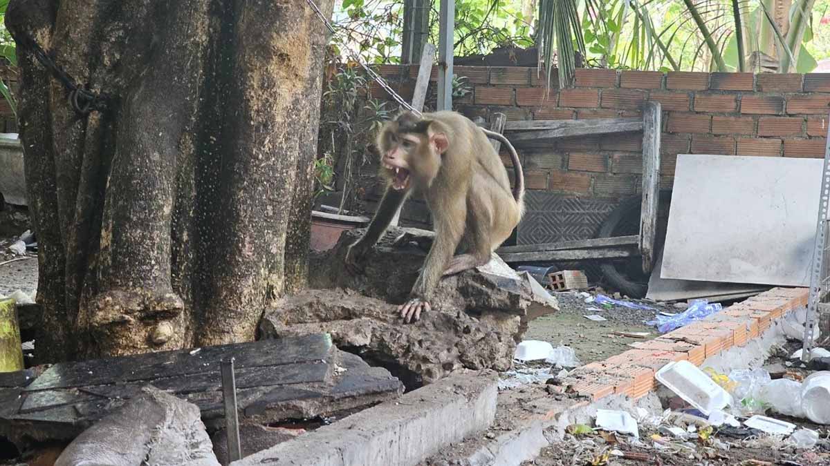 Thời gian gần đây, khỉ thường xuyên tấn công, quấy phá người dân trên địa bàn Quận 12. Ảnh: Trần Minh