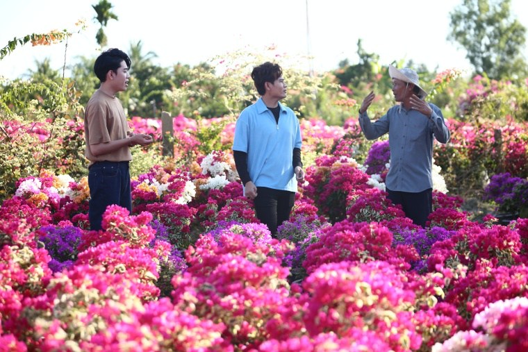 Nghề trồng hoa giấy ở Bến Tre