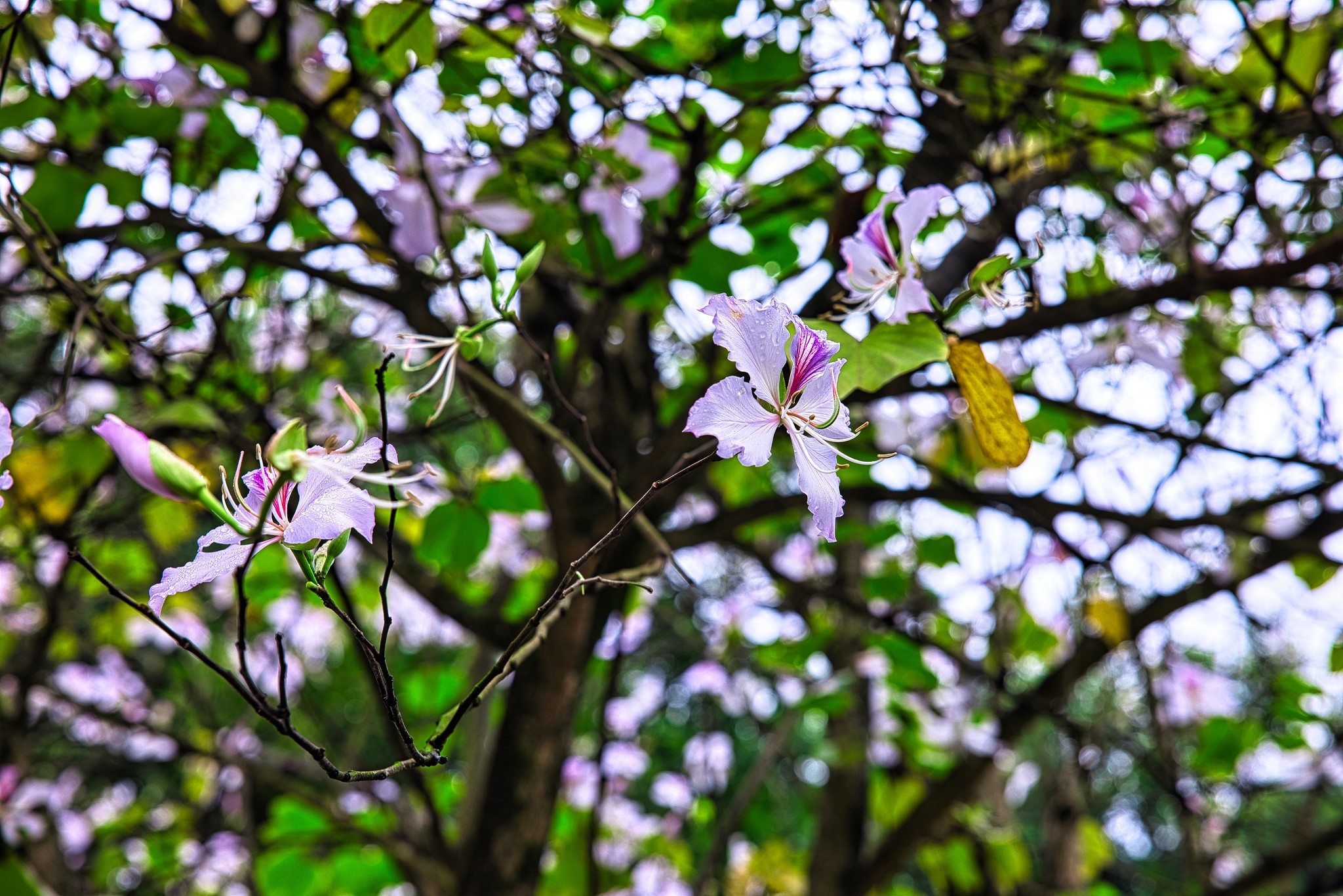 Là loài thân gỗ nhỏ, thuộc chi Bauhinia, cây hoa ban có tên tiếng Anh Camel's foot, có nghĩa là B chân lạc đà. Vào mùa đông lạnh giá, lá rụng bớt trơ ra những cành khẳng khiu, mùa xuân là thời điểm hoa đâm chồi, khoe sắc trên những cành cây trơ trụi. Hoa ban nở từ giữa tháng 2, kéo dài khoảng một tháng. Năm nay thời tiết ấm, nồm, khiến những cây hoa ban nở sớm hơn những năm trước. Ảnh: Nguyễn Mạnh