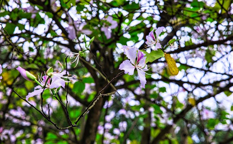 Mùa hoa ban tô sắc màu Tây Bắc giữa lòng thủ đô