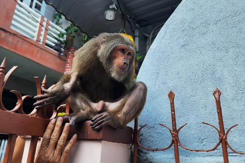 Khỉ lạ "đại náo" nhà dân ở Phú Yên để kiếm ăn. Ảnh: Minh Hằng