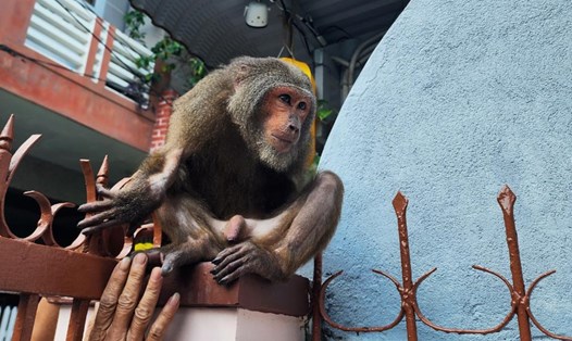 Khỉ lạ "đại náo" nhà dân ở Phú Yên để kiếm ăn. Ảnh: Minh Hằng
