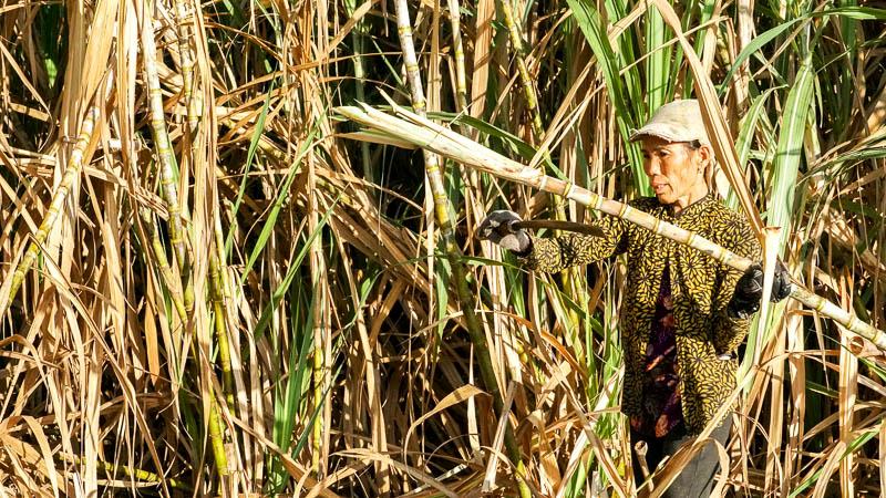 Toàn huyện Cù Lao Dung (Sóc Trăng) có khoảng 2.700 ha mía sản xuất mía, hiện đã thu hoạch gần 700 ha, năng suất bình quân 120 tấn/ha (chữ đường từ 9-11 CCS). UBND huyện phối hợp với Công ty cổ phần Mía đường Sóc Trăng có các chính sách hỗ trợ bà con nông dân trồng mía, như cây giống, phân bón và bao tiêu mía cho nông dân.