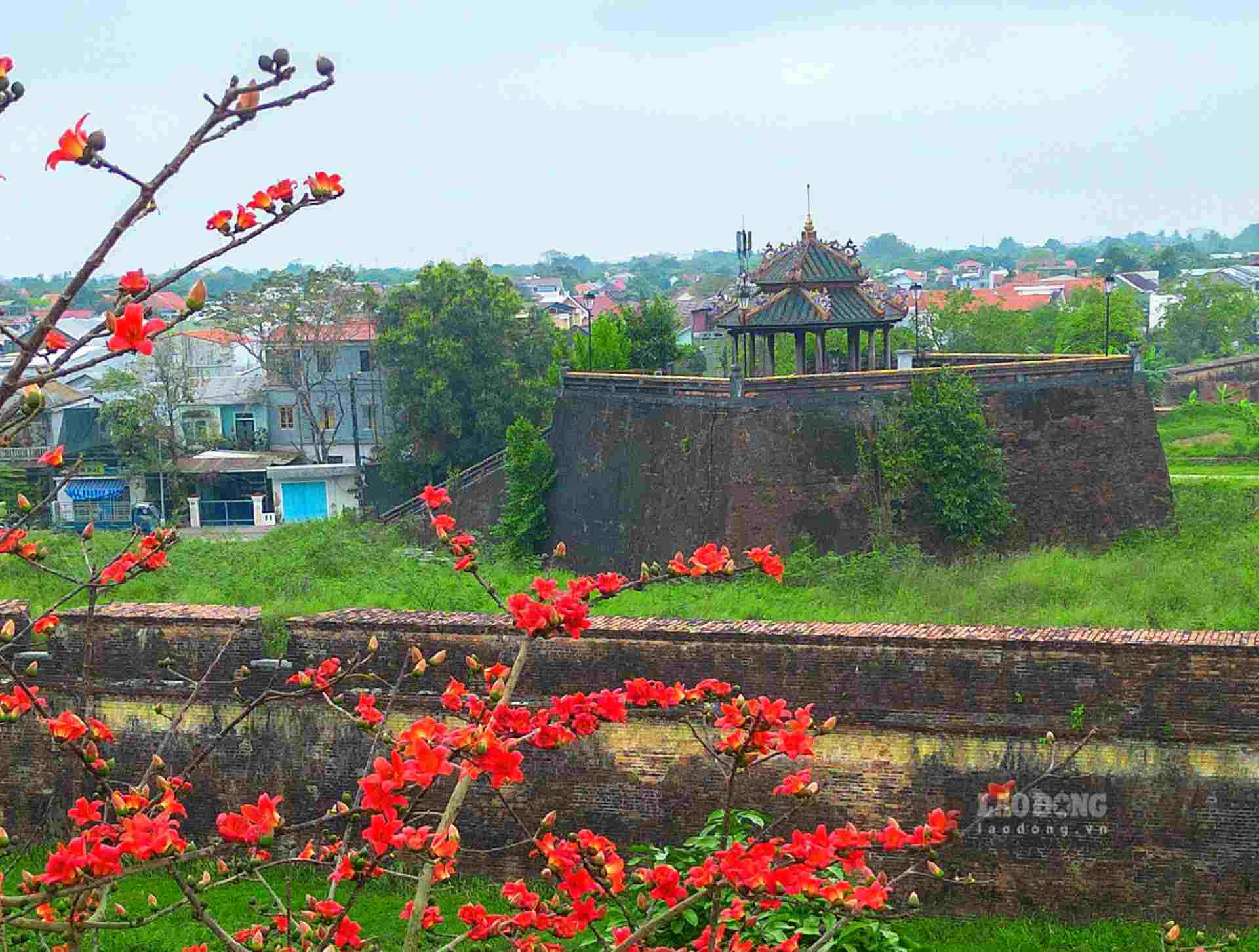 Được biết, đây là loài cây có ở vùng nhiệt đới với thân cây cao và thẳng với lá rụng vào mùa đông. 