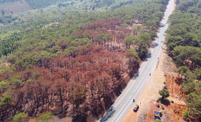 Cũng theo ông Trần Văn Thủy, Chủ tịch UBND xã Nâm N'Jang, qua kiểm tra sơ bộ, có nhiều cây thông bị đốt cháy vẫn có khả năng phục hồi. Đối với những cây chết, UBND xã Nâm Njang sẽ tiến hành trồng rừng thay thế vào đầu mùa mưa 2024 năm nay. Ảnh: Bảo Lâm