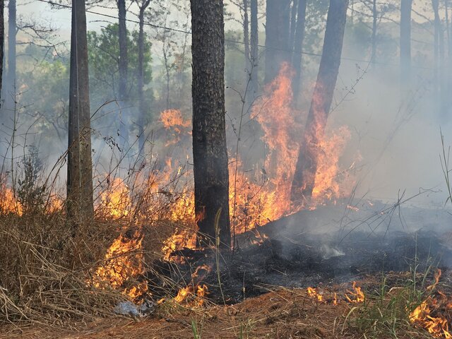 Chiều 22.2, tại khu vực rừng thông cảnh quan dọc Quốc lộ 14, đoạn qua xã Nâm N’jang, huyện Đắk Song, người dân phát hiện có lửa chảy rực và nghi ngút khói. Ảnh: Bảo Lâm