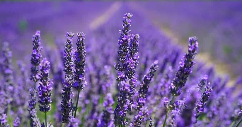 3 ưu điểm mà hương lavender mang lại cho sức khỏe