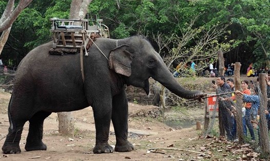 Các khu du lịch ở Đắk Lắk đã và đang tổ chức nhiều hoạt động du lịch thân thiện với loài voi. ảnh: UBND tỉnh Đắk Lắk