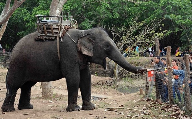 Các khu du lịch ở Đắk Lắk đã và đang tổ chức nhiều hoạt động du lịch thân thiện với loài voi. ảnh: UBND tỉnh Đắk Lắk