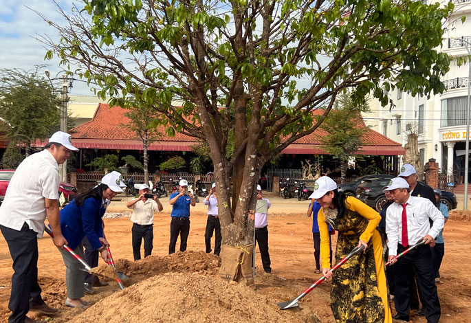 Lộ diện con đường mai vàng mới ở vùng cao Bình Định