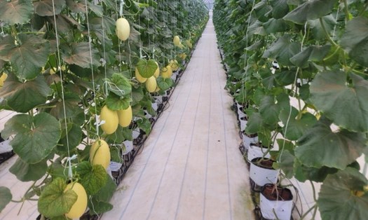 Vườn trồng dưa lưới công nghệ cao ở Bình Thuận. Ảnh: Duy Tuấn