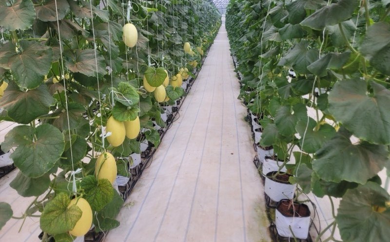 Vườn trồng dưa lưới công nghệ cao ở Bình Thuận. Ảnh: Duy Tuấn