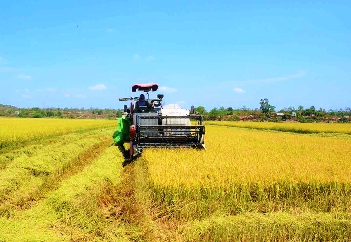 Việt Nam đang nỗ lực tái cơ cấu ngành lúa gạo phục vụ tiêu dùng nội đại và xuất khẩu. Ảnh: Phan Tuấn
