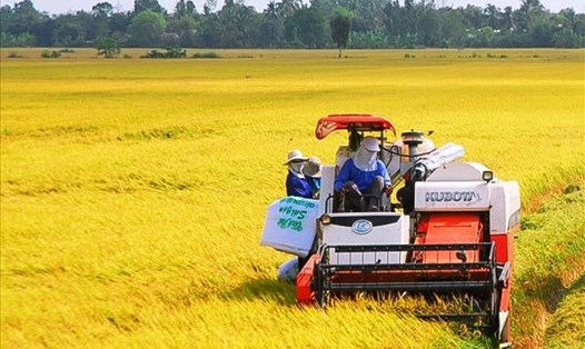 Xuất gạo của Việt Nam lập kỷ lục cao nhất trong 30 năm qua. Ảnh: Vũ Long