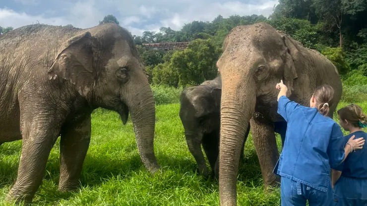 Khu nghỉ dưỡng & Trại voi Tam giác vàng của Anantara (Thái Lan) hiện có 20 con voi, trong đó có một cặp voi “mẹ - con“. Ảnh: Monica Pitrelli