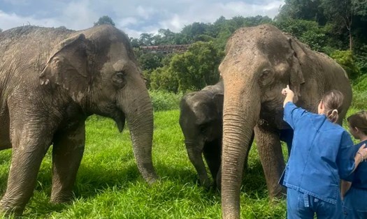 Khu nghỉ dưỡng & Trại voi Tam giác vàng của Anantara (Thái Lan) hiện có 20 con voi, trong đó có một cặp voi “mẹ - con“. Ảnh: Monica Pitrelli