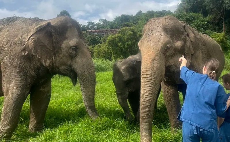 Khu nghỉ dưỡng & Trại voi Tam giác vàng của Anantara (Thái Lan) hiện có 20 con voi, trong đó có một cặp voi “mẹ - con“. Ảnh: Monica Pitrelli