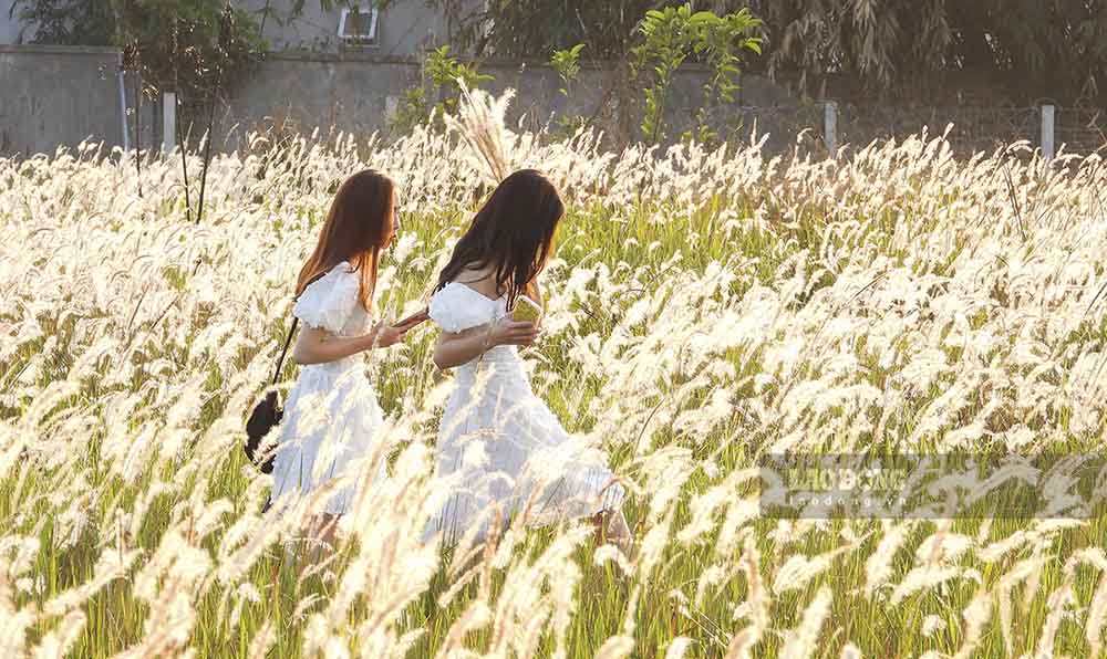 Check-in với cỏ tranh đang trở thành "hot trend" tại Điện Biên. Ảnh: Văn Thành Chương