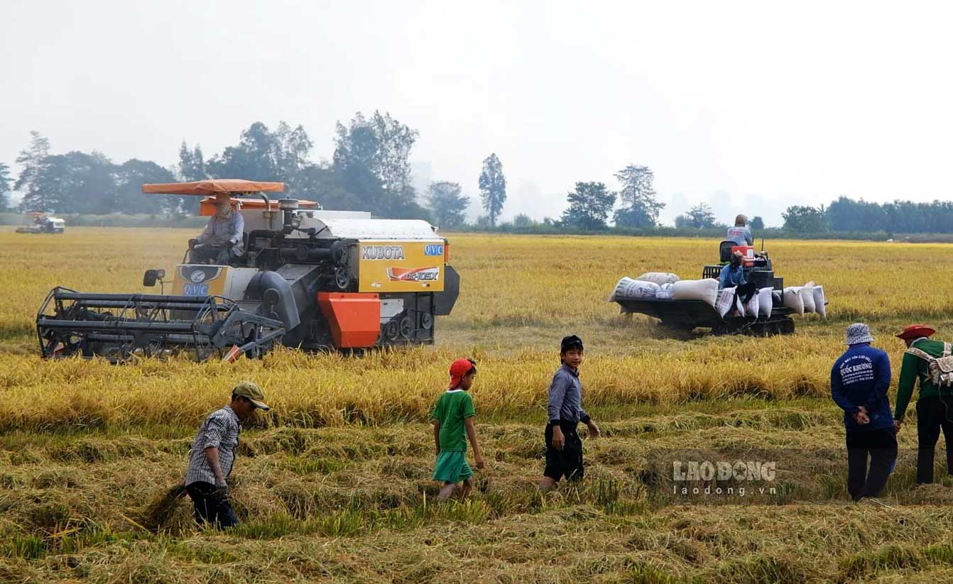 Thời điểm này, các hộ trồng lúa tại Cần Thơ đang khẩn trương thu hoạch vụ đông xuân 2023 - 2024.