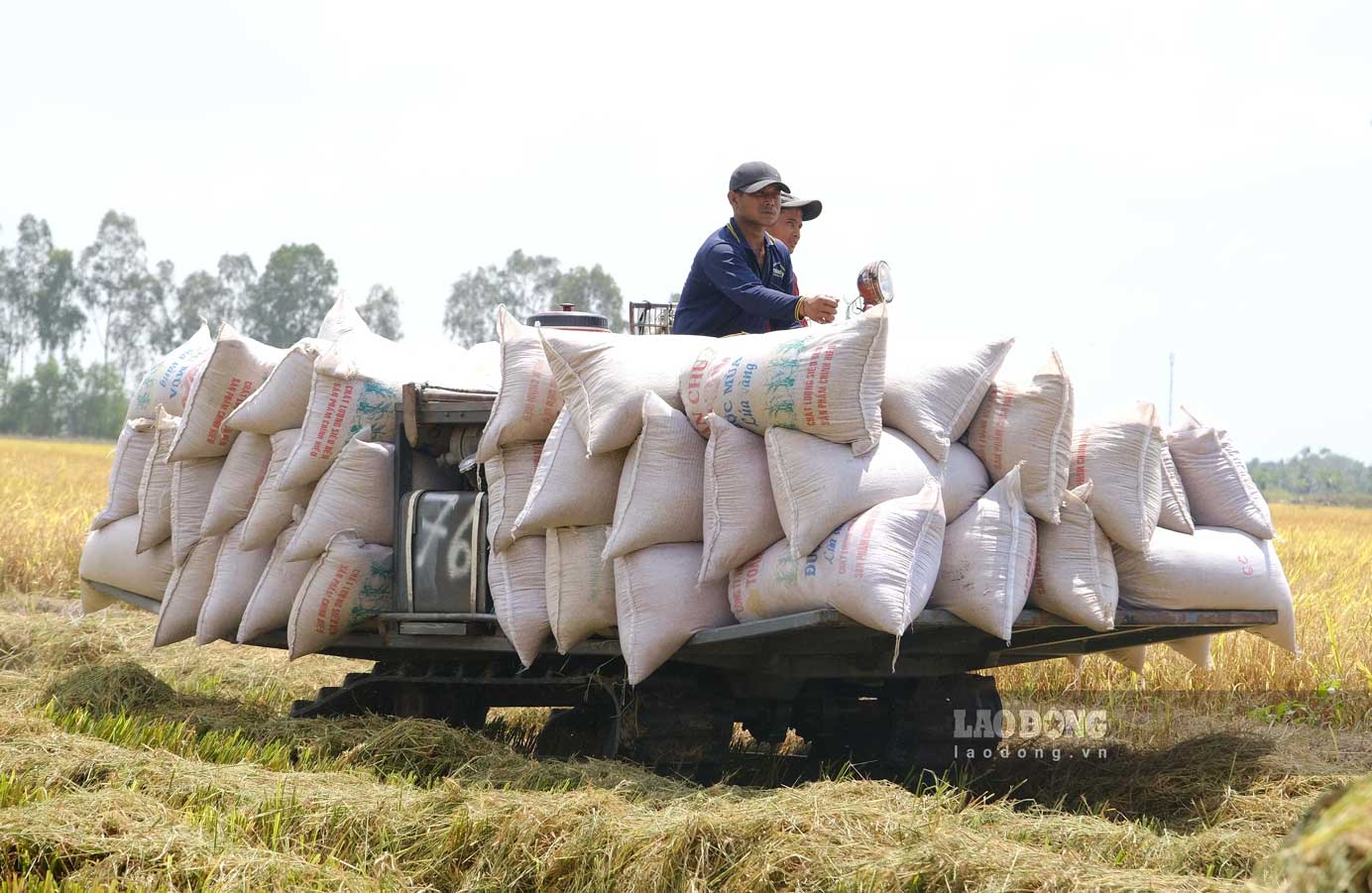 “Sau khi thương lượng kỹ lưỡng, tôi đã chốt giá 7.700 đồng/kg lúa tươi cho thương lái để cắt càng sớm càng tốt. Nhìn lúa chín vàng đồng nhưng không có người mua, là nông dân tôi thấy mà nhót ruột. Nên dù thấp hơn giá nhận cọc ban đầu nhưng còn được giá là tôi bán ngay. Với lại, giá này so với mọi năm vẫn còn cao cộng thêm thời tiết thuận lợi, năng suất cũng tốt, tôi vẫn có đồng lời”, ông Tâm nói.