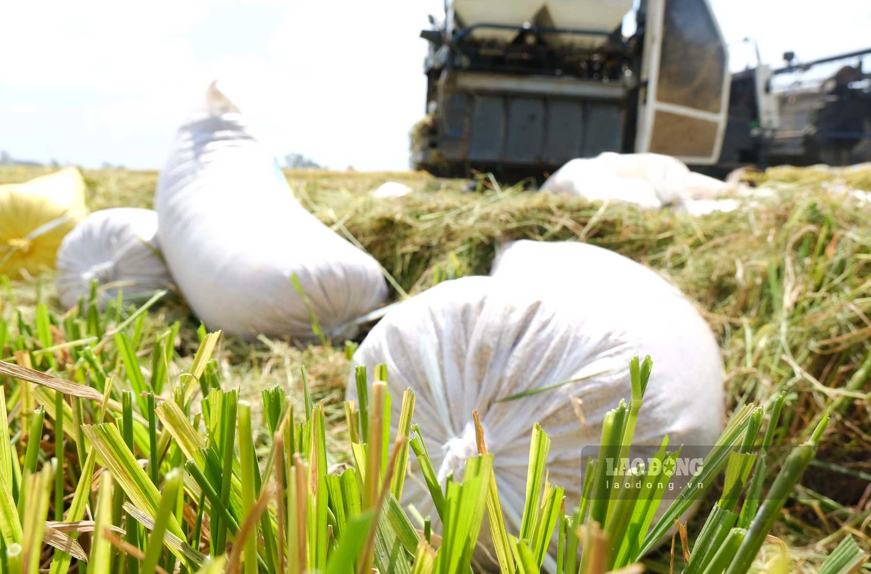 “Nếu neo lại, thời tiết xấu, mưa gió làm lúa chết, hao hụt thì rất tiếc. Chưa kể, mọi năm giá lúa thấp, nông dân thuê đất làm như tôi đều từ huề vốn đến lỗ nên năm nay bán được 8.000 đồng/kg là tôi mừng lắm. Giá này tôi đã có lãi. Và hơn hết, xong vụ này còn vụ khác, mình hạ giá thì cũng giữ được mối quan hệ với thương lái quen để làm ăn lâu dài”.