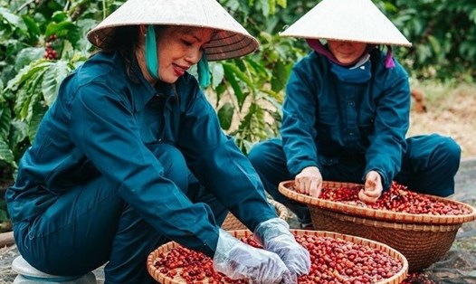 Người nông dân trồng cà phê ở Đắk Lắk đã có một vụ mùa bội thu ở niên vụ 2023 - 2024. Ảnh: Đình Viên