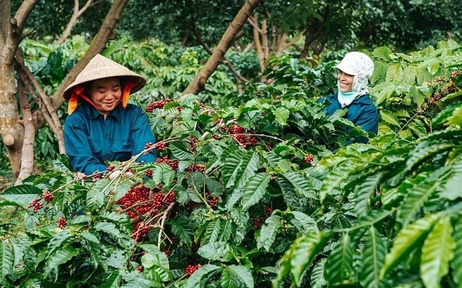 Nhiều người nông dân đặt mục tiêu tăng chất lượng thay vì sản lượng cà phê trong niên vụ tới. Ảnh: Đình Viên