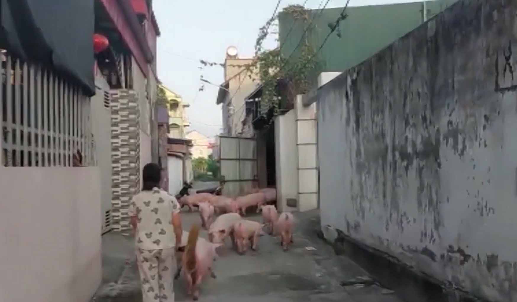 Lợn từ lò mổ trái phép được chăn thả trong khu dân cư. Ảnh: Người dân cung cấp