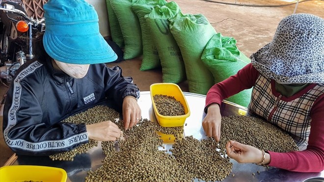 Dự báo xuất khẩu cà phê có thể mang về từ 4,5-5 tỉ USD trong năm 2024. Ảnh: Vũ Long