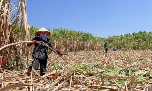 Người trồng mía ở Cù Lao Dung (Sóc Trăng) thắng lợi niên vụ 2023 - 2024. Ảnh: Phương Anh