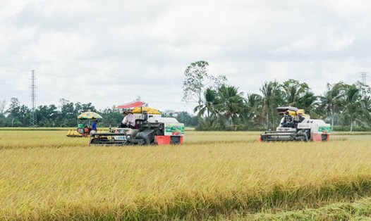 Thời điểm này, nông dân các tỉnh, thành ĐBSCL đang bước vào thu hoạch rộ vụ lúa Đông Xuân 2024. Ảnh: Phương Anh